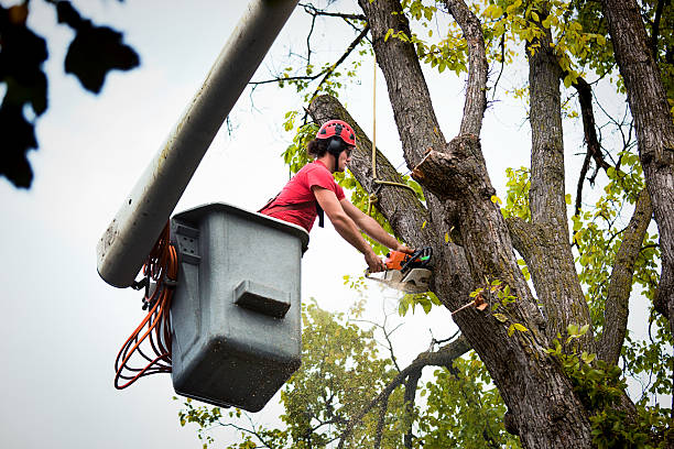 How Our Tree Care Process Works  in Loving, NM